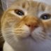 Mayasheyd 🐈 (@mayasheyd) Twitter profile photo Mayasheyd 🐈 (@mayasheyd) Twitter profile photo