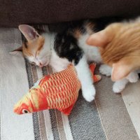 mizto's cats (@ilovemyktys) 's Twitter Profile Photo mizto's cats (@ilovemyktys) 's Twitter Profile Photo