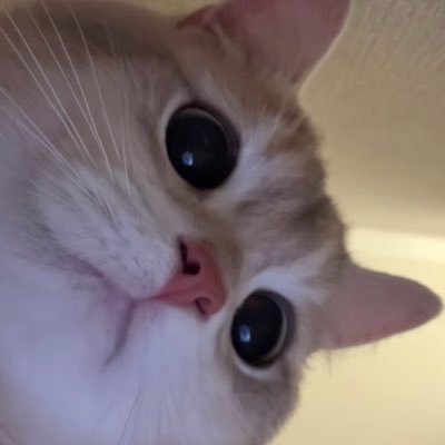 Anubis_055's profile picture. pork is haram…but marrying 6 year old is ok 💀