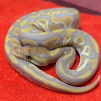 Kayo🐍Midnight Vivarium (@kayo296) 's Twitter Profile