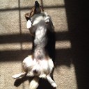 Henry the dog - @HenryWingDog - Twitter