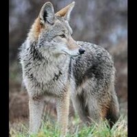 Tim Ward (@bigoyote) 's Twitter Profile