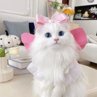 🐈⬛🎀 (@kuu__2ku) 's Twitter Profile