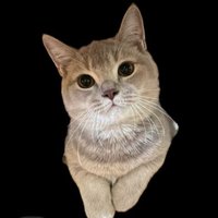 peelthebandaid (@bandaidpeeler) 's Twitter Profile