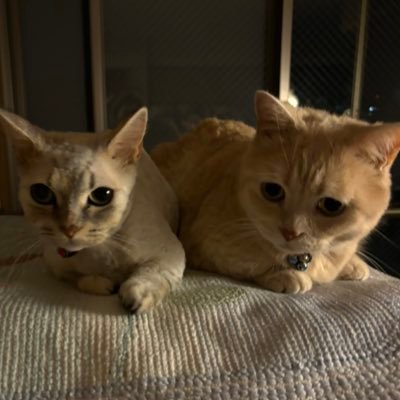 SJ24647848's profile picture. Multi-national Identity🇯🇵 🇺🇸 🇰🇷 🇦🇺 🇨🇳