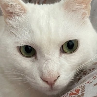 koicatoooo's profile picture. 2020年北関東の公園で保護されました🐈繊細白ニャン脱走癖あり 💦 全ての動物たちが幸せに暮らせますように✨無言フォローお許しください🐈 #猫好き
