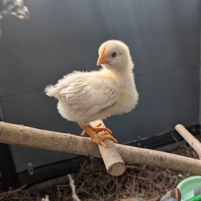 menmengoes's profile picture. 早期退職して釣り、水耕栽培、メダカ、養鶏、養蜂などをDIYで楽しんでいます 養鶏（2024.7.5〜）井戸3本成功
井戸水使った露天風呂サイコー😍😍
フォローコメントお気軽に♬