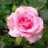 romance_kindle's profile image
