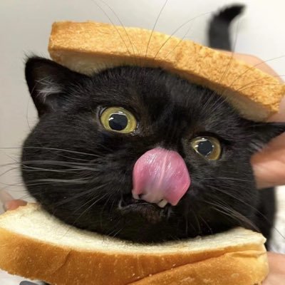 panghu_BTC's profile picture. 丨Rules are for people who don’t know how to make their own.