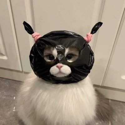 GOLD ; be a med student (ra;si)👩🔬𓈒 🦾ᚇ 𓈒 ֯ ֯ ⑅ 𓈒 𐬹🍴never give up 💪🏻🦋💿 ⺣̤̬ 🏚️ bunnies (dek68)🐇 🦖𓇼🐈⬛🎀 (personal account)