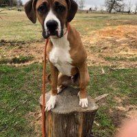 Sampson (@sampson06939031) 's Twitter Profile