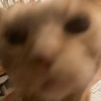 Sebastinople (@sebastinople) 's Twitter Profile