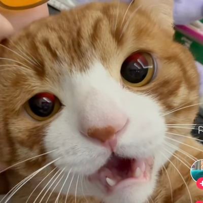 behshndndj98982's profile picture. 20yo, no live and cat lover