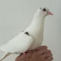 rap (@premium_io) 's Twitter Profile