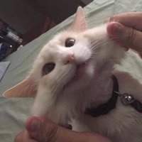 Ernie (@ernie_rl) 's Twitter Profile Photo