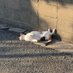 ねこいぬ (@b2h0y4qwucngg40) Twitter profile photo ねこいぬ (@b2h0y4qwucngg40) Twitter profile photo