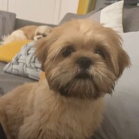 Charlie Maxfield (@max77816charlie) 's Twitter Profile