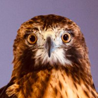 hawkward (@hawkwardart) 's Twitter Profile