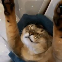 りおん (@_chittaphon228_) 's Twitter Profile