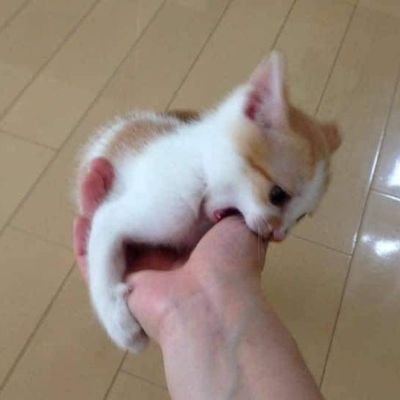 Biroti4427's profile picture. GHUMACCHI