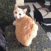 Shizuka Hanada (@dithoyth23552) 's Twitter Profile