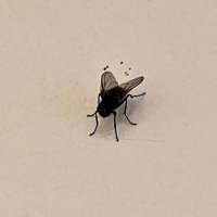 Unite Fly (@flyonunitewall) 's Twitter Profile