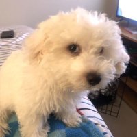 Aphelion (@xtr4ordinary) 's Twitter Profile