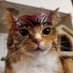 The Squiddles (@subbysquidfor2d) Twitter profile photo The Squiddles (@subbysquidfor2d) Twitter profile photo