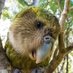 Kakapo (@cripto_kakapo) Twitter profile photo Kakapo (@cripto_kakapo) Twitter profile photo