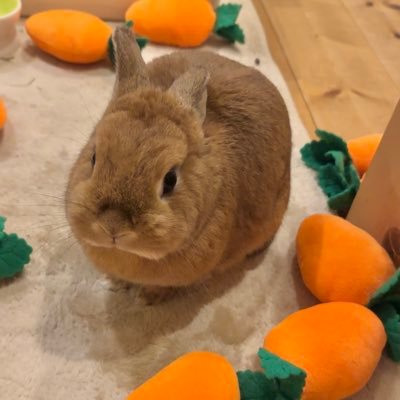 もみちゃん♀ 🎂2023.03.13🏠2024.08.09 ネザーランドドワーフオレンジ🧡たぷたぷもふもふ下膨れうさぎちゃん🐰うさ飼いさんと仲良くなりたいです❣️フォローしてください✨