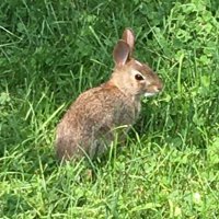 dccrelativelystable (@dccrelativelys1) 's Twitter Profile