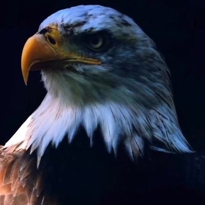 AliQure92542039's profile picture. Being Muslim is My BiGGest Rew@rds From Allah💕®️🇮🇳