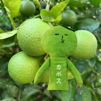 かぼすん (@mikkyomi16) 's Twitter Profile