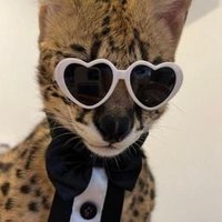 Pretentious Diaperphile (@shadowdemonreal) 's Twitter Profile Photo