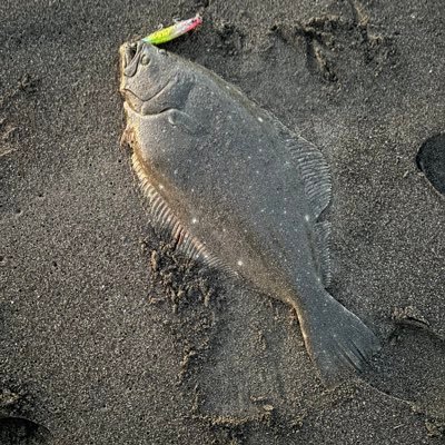 8MO4P7QEOKyybd8's profile picture. 