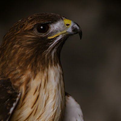 Spiizaetus's profile picture. 