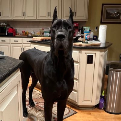 IAmDogNinja's profile picture. Here to engage in some conversation about any subject while laughing at some people who get offended
