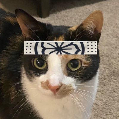 Karate_Cat25's profile picture. 
