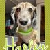 Harley (@harley040169) Twitter profile photo