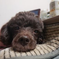 災害キャンパー (@t16tyzuvuxr5bx2) Twitter profile photo