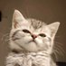 夏(瘋狂疊debuff 的故障版) (@charlot_chaton) Twitter profile photo 夏(瘋狂疊debuff 的故障版) (@charlot_chaton) Twitter profile photo