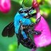 Blue Carpenter Bee (@blucarpenterbee) Twitter profile photo Blue Carpenter Bee (@blucarpenterbee) Twitter profile photo