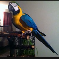 Rachael Fischetti (@fischetti) 's Twitter Profile