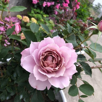 l73792756521471's profile picture. I have a deep - seated love for flowers and plants.