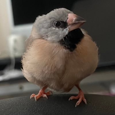 도디さんのプロフィール画像