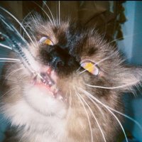 Lz (@starkbugs) 's Twitter Profile