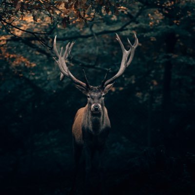 DinexSkia's profile picture. Mobile Engineer | IT Expert | Business Aficionado | Crafting seamless user experiences and scalable business models.