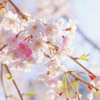ふーたろ🍡 (@f3_mochimochi) 's Twitter Profile