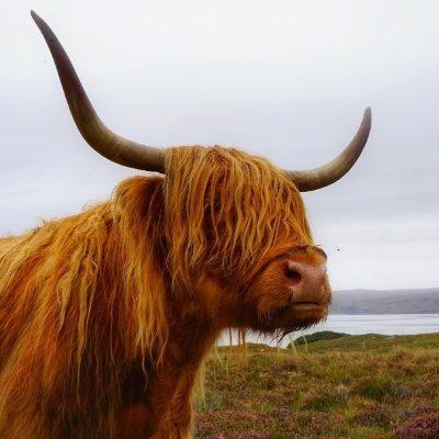 data_ben2's profile picture. Follower of Jesus | #SQLServer | Python | Machine Learning | Building an app for #PowerBI | Data enthusiast | Helping make data easier to work with