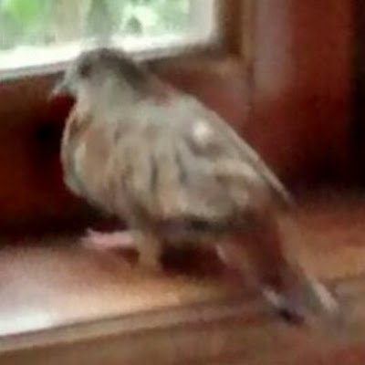 danlopesreal's profile picture. 